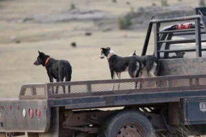 Read more about the article Buying Guide: How to Choose the Right Truck Flatbed
